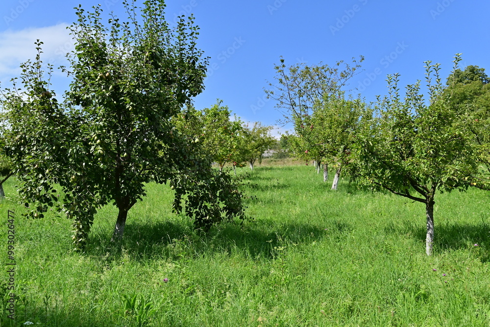 The fruit orchard is thriving with a bountiful harvest, as trees are filled with vibrant, ripe fruits, creating a picturesque scene of abundance and natural beauty. The fruit orchard is thriving with a bountiful harvest, as trees are filled with vibrant, ripe fruits, creating a picturesque scene of abundance and natural beauty.
