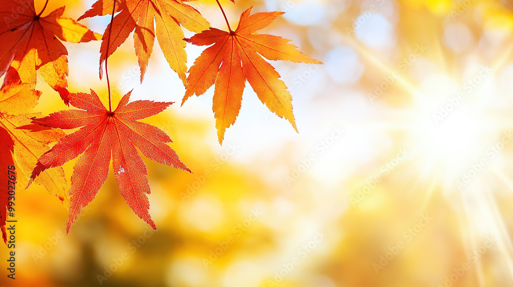 Close-up of vibrant orange-red maple leaves in autumn with soft sunlight filtering through the trees creating a warm and peaceful atmosphere. Close-up of vibrant orange-red maple leaves in autumn with soft sunlight filtering through the trees creating a warm and peaceful atmosphere.