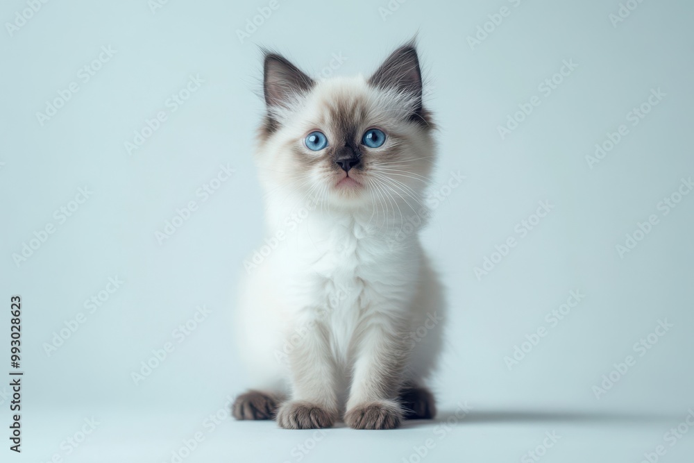 Adorable ragdoll kitten perched upright, gazing at the camera with interest against a simple white background Adorable ragdoll kitten perched upright, gazing at the camera with interest against a simple white background