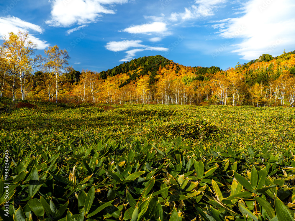 Obraz premium 志賀高原、田ノ原湿原の遊歩道からの美しい紅葉の風景