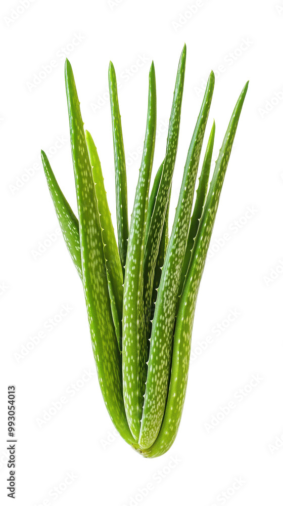 Aloe vera plant with green succulent leaves transparent background Aloe vera plant with green succulent leaves transparent background