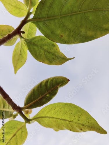 The bright green hues of the leaves contrast strikingly with the soft blue background, creating a sense of freshness and renewal. This serene and minimalist photograph evokes feelings of peace, hope. 