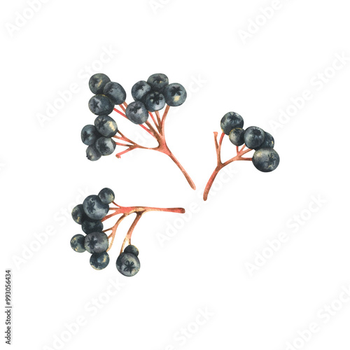 Branches of black chokeberry berries Sorbaronia fallax three bunches. Hand drawn watercolor illustration on the theme of autumn and harvest. Set of objects isolated from the background. photo