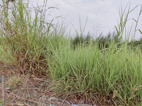 This serene image showcases a patch of lush green grass thriving in the wild. The grass is dense and vibrant, indicating healthy growth. The natural setting, with its earthy tones and the  beauty.