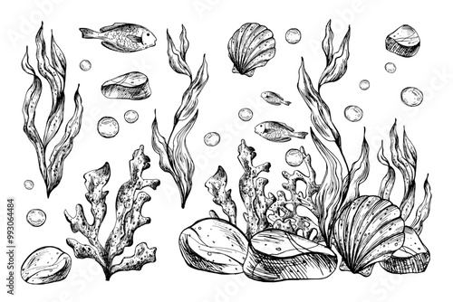 Underwater world clipart with sea animals fish, pebbles, bubbles, coral and algae. Graphic illustration hand drawn in black ink. Set of isolated objects EPS vector.