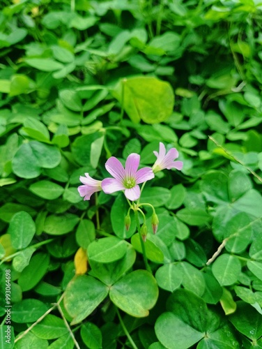 Pink Wood Sorrel (Oxalis Debilis) Flowering in the Garden