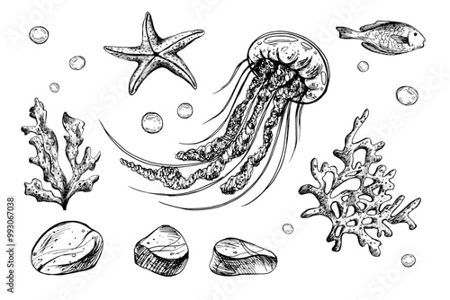 Jellyfish, shells, starfish, fish, bubbles, pebbles and other sea animals and plants. Graphic illustration hand drawn in black ink. Set of isolated objects EPS vector.