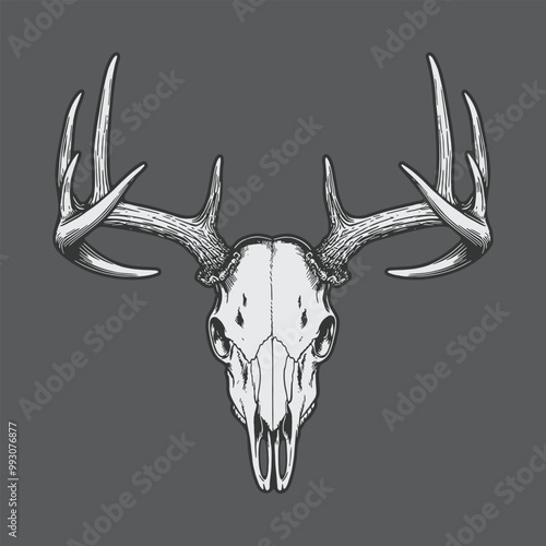 deer skull hand drawn illustration