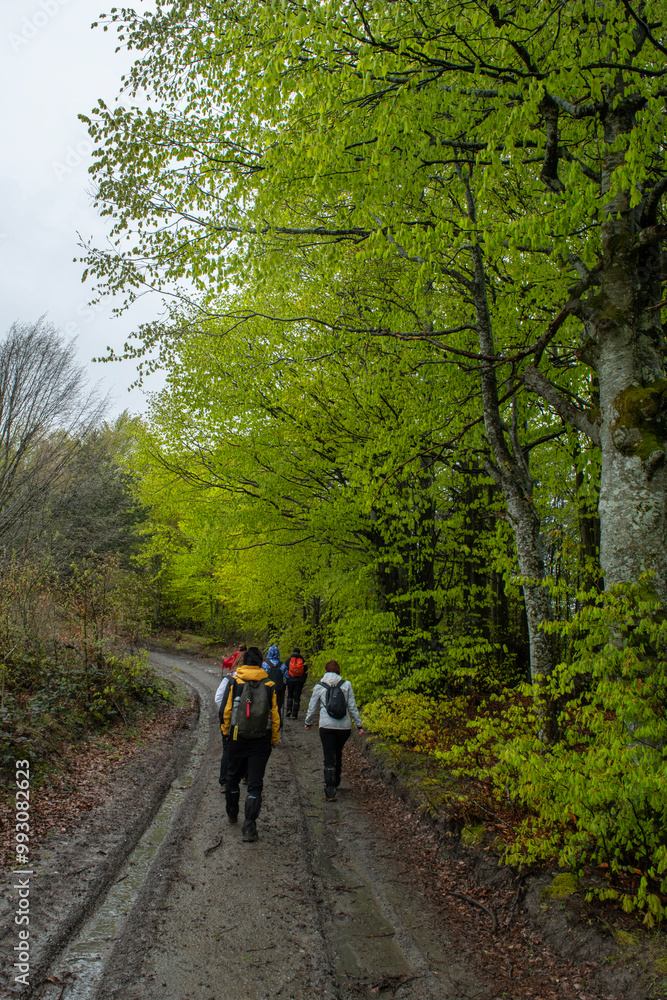 People walking in the forest in rainy weather. Trekking in rainy weather in spring. Trekking routes in Bursa. Bursa Kırıntı Village. People walking in the forest in rainy weather. Trekking in rainy weather in spring. Trekking routes in Bursa. Bursa Kırıntı Village.