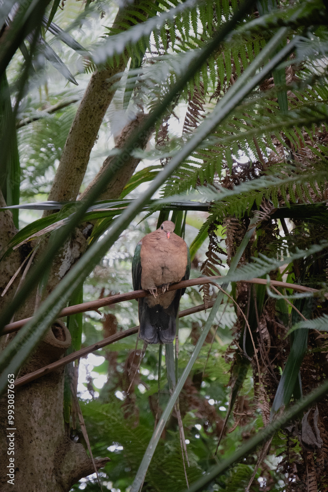 Pink pigeon perched on a branch of a tree. Pink pigeon perched on a branch of a tree.