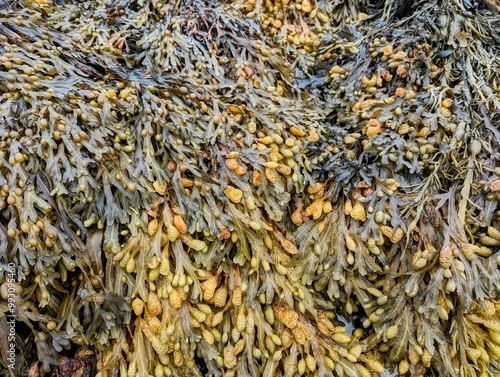 Close-up of a thick wet covering of seaweed at low tide creating a background texture photo