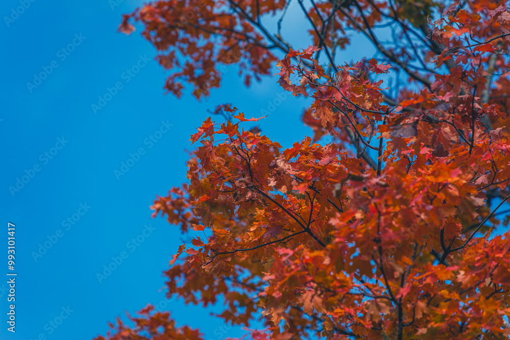 colorful autumn leafs colorful autumn leafs