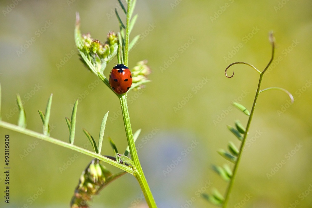Roter Marienkäfer mit schwarzen Punkten im Gras Roter Marienkäfer mit schwarzen Punkten im Gras