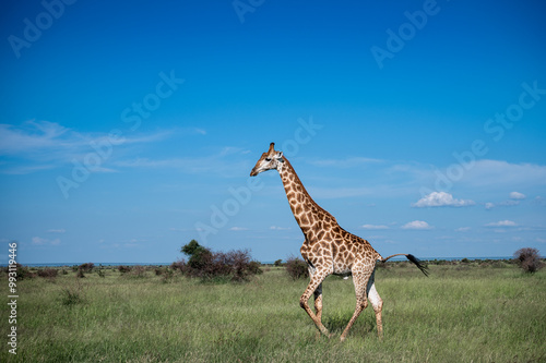 A portrait of a giraffe at Abelana Game Reserve, South Africa photo