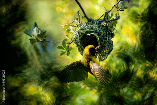 A southern masked weaver building a nest photo