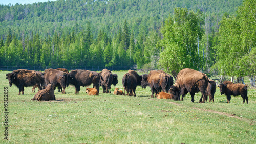 Bisons in the Bisonarium in Yakutia, Russia