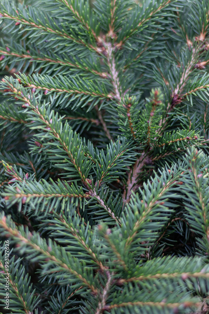 close up of pine branches close up of pine branches