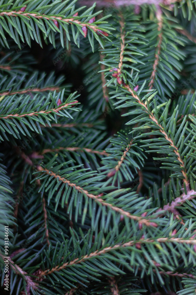 close up of pine needles close up of pine needles