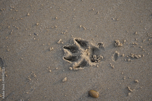 Dog (Canidae) footprints on the beach in Porto, Portugal.