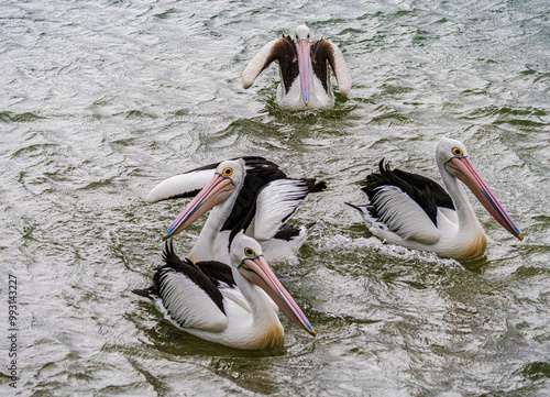 Four Pelicans Milling About On The Water photo