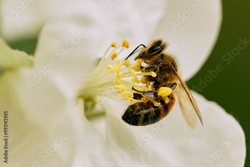 Close up bumble bee pollinating white flower
