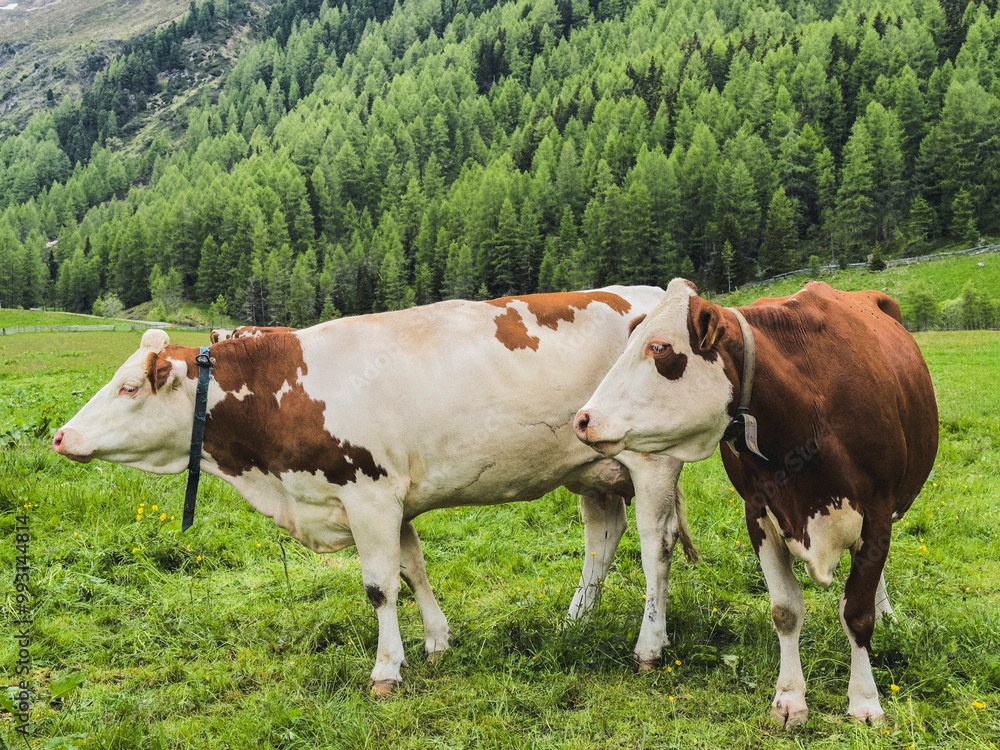 Cows grazing in rural field, Sellraintal Valley, Austria
Cows grazing in rural field, Sellraintal Valley, Austria