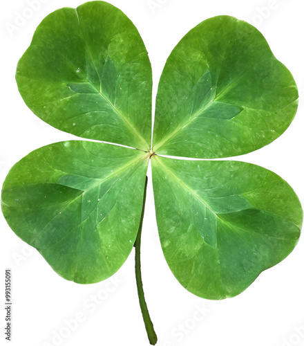 This is a beautiful four-leaf clover. The bright green leaves are perfectly formed and full of life, creating a classic symbol of luck. Isolated on a png background. photo