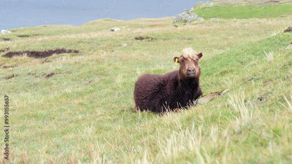 Brown Faroe Sheep Resting On Grassy Hill In Faroe Islands. wide shot Brown Faroe Sheep Resting On Grassy Hill In Faroe Islands. wide shot