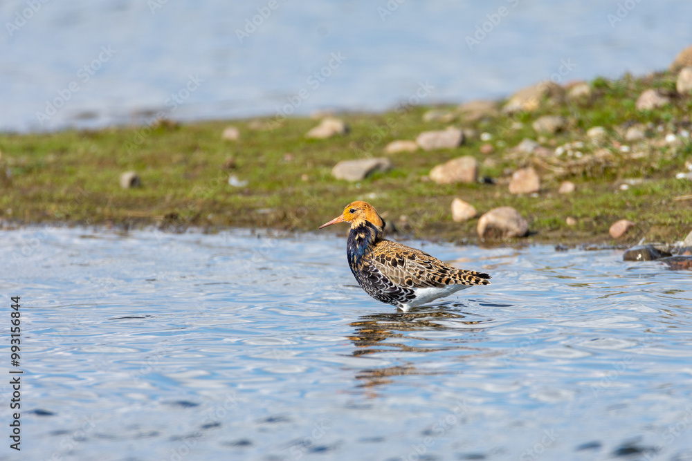 Ruff in the water Ruff in the water