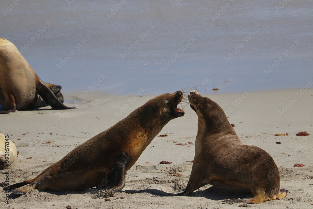 Fototapeta premium australian sea lion