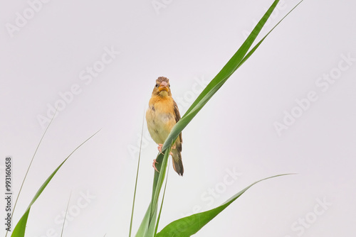 Baya weaver  photo