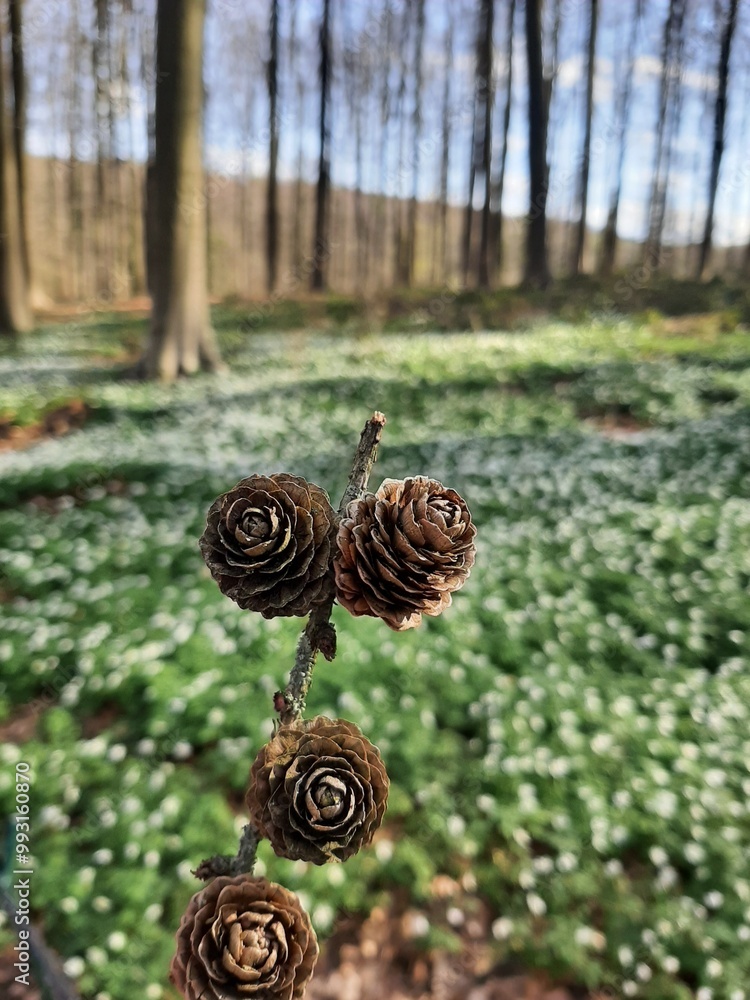 pine cone in the forest,
small cones against the background of the forest pine cone in the forest,
small cones against the background of the forest
