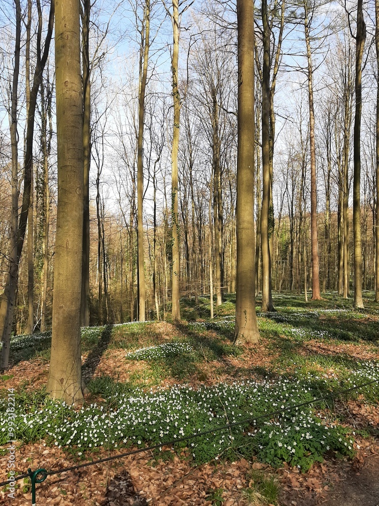 path in autumn forest