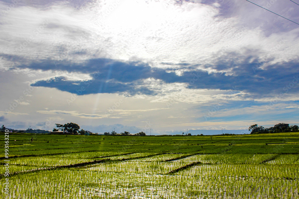 Fototapeta premium green field and blue sky