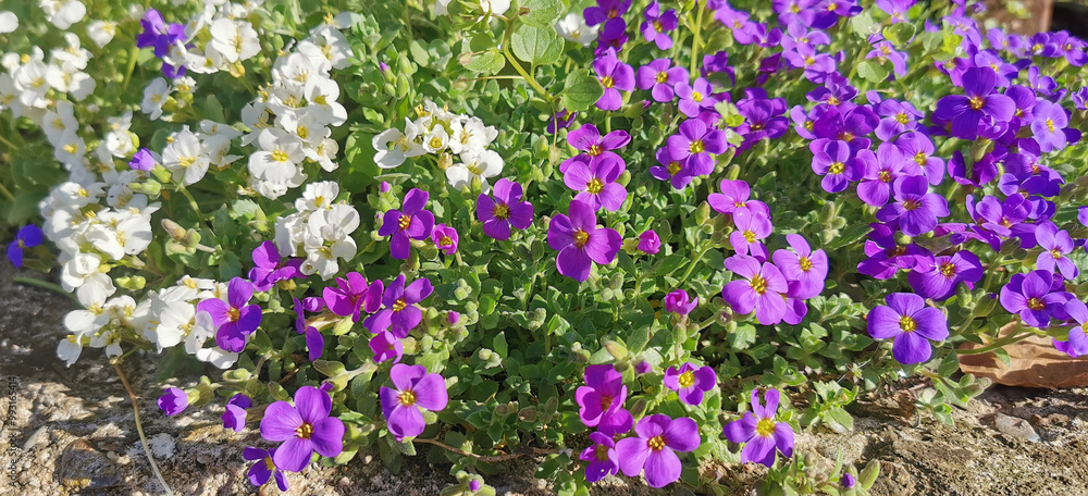 Fototapeta premium White and purple wild flowers blooming in early spring season