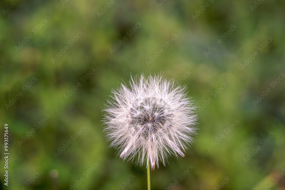 Dandelion Flower in Full Bloom Dandelion Flower in Full Bloom