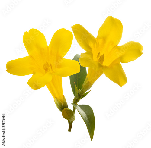 Obraz na plátně Yellow jessamine flowers