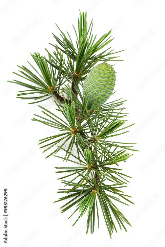 Cedrus deodara twig with cone Cedrus deodara twig with cone
