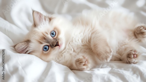 Cute fluffy kitten with blue eyes lying on a white bed. Adorable furry pet relaxing indoors. Perfect for pet lovers and cat enthusiasts.