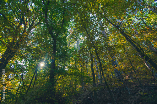 green forest in summer time