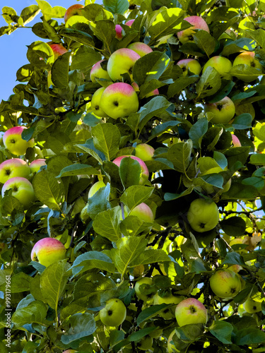 A vibrant close-up shot of ripe green and red apples hanging densely on branches. Captured from a low-angle view, the image highlights the fresh and colorful fruits against a bright blue sky, with photo