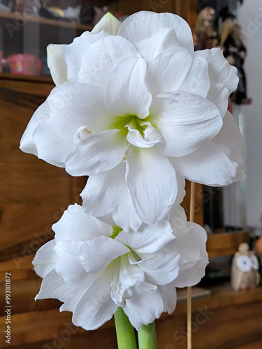 blooming amaryllis plant in the pot photo