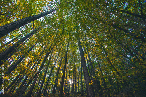 green forest in summer time