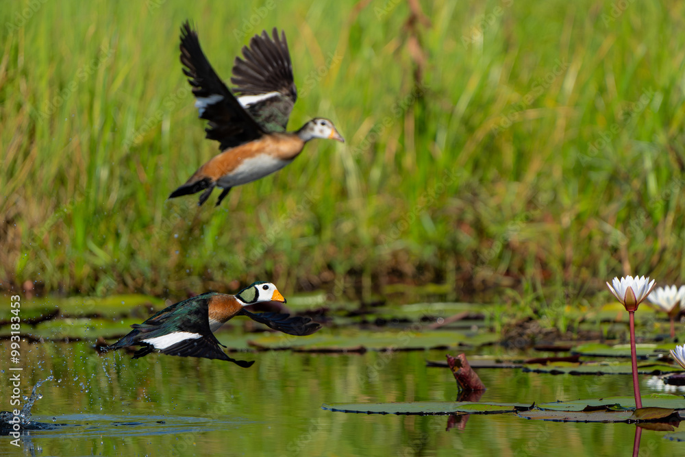 African pygmy goose (Nettapus auritus). This very small goose is flying in a lily field in the Chobe River in Botswana African pygmy goose (Nettapus auritus). This very small goose is flying in a lily field in the Chobe River in Botswana