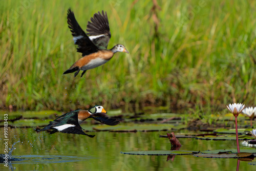 African pygmy goose (Nettapus auritus). This very small goose is flying in a lily field in the Chobe River in Botswana photo