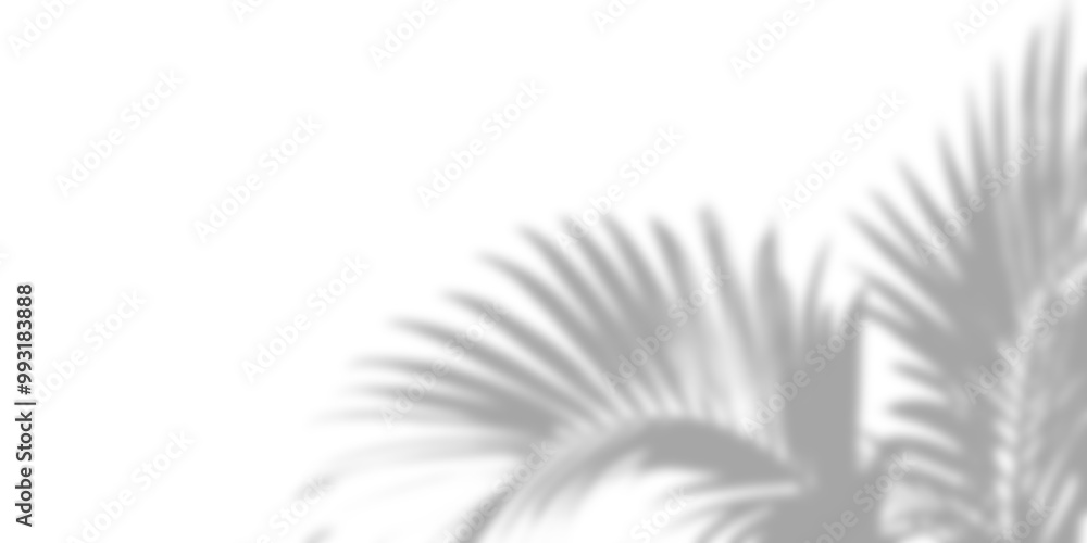 Obraz premium Tropical leaves shadow overlay effect, palm leaf shadows isolated Png, transparent without background.