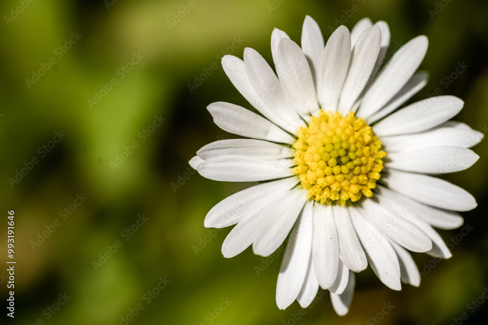 A closeup of a single white chamomile flower in full bloom, set against a lush green garden background, capturing the simplicity and beauty of nature in detail. A closeup of a single white chamomile flower in full bloom, set against a lush green garden background, capturing the simplicity and beauty of nature in detail.
