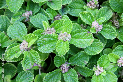 Münzenblättrige Kanonierblume. Pilea photo