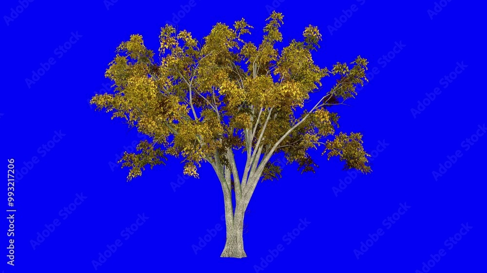 3D american elm tree in automn season, with wind effect on blue screen ...