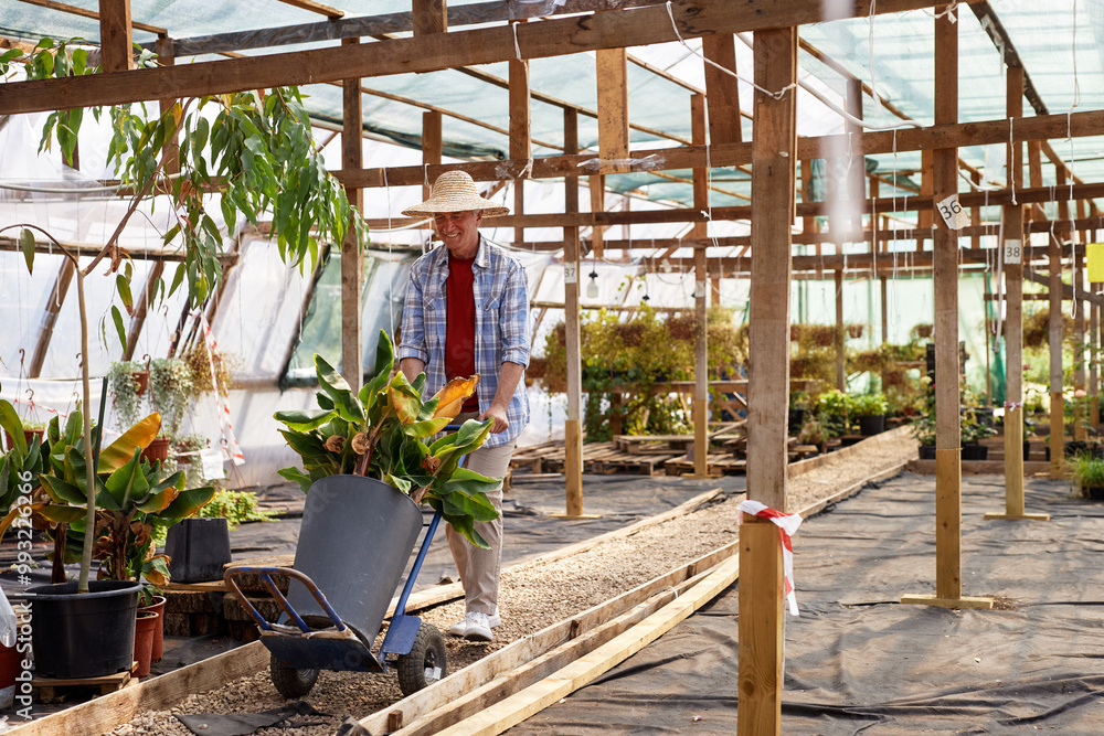 Man in greenhouse wearing straw hat pushing blue wheelbarrow with green plants on sunny day surrounded by wooden structures standing under glass roof Man in greenhouse wearing straw hat pushing blue wheelbarrow with green plants on sunny day surrounded by wooden structures standing under glass roof